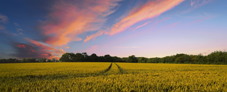 Getreidefeld mit orange-rosa Wolkenstreifen
